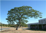 Quercus douglasii
