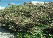 Beauty Bush