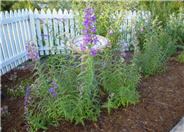 Penstemon X gloxiniodes