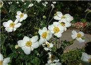 Anemone X hybrida