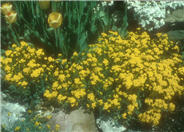 Aurinia saxatilis