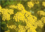 Aurinia saxatilis 'Compactum'