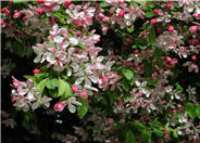 Malus floribunda