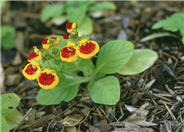 Calceolaria herbeohybrida Group Florists