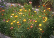 Annual Strawflower, Everlasting