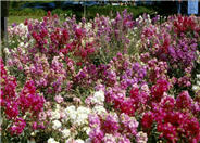 Garden Stock