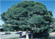 Melaleuca linariifolia