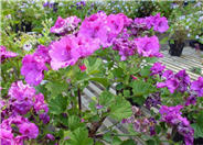 Pelargonium X hortorum
