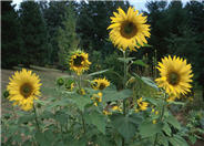Common Sunflower