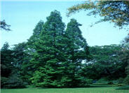 Metasequoia glyprostroboides