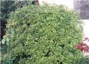 Pittosporum tenuifolium