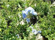 Plumbago auriculata