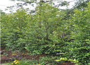 Prunus caroliniana
