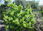 Prunus ilicifolia ssp. lyonii