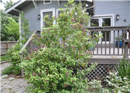 Viburnum tinus