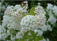 Spiraea prunifolia 'Plena'