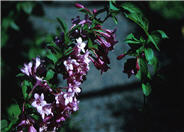 Weigela