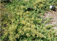 Pyracantha koidzumii 'Santa Cruz'