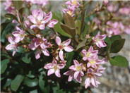 Rhaphiolepis indica 'Ballerina'