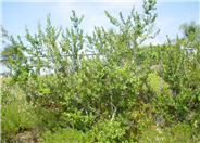Rhus integrifolia
