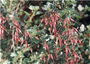 Ribes speciosum