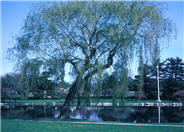 Weeping Willow