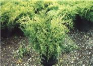 Juniperus chinensis 'Aurea'