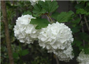 Common Snow Ball