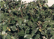 Sandankwa Viburnum