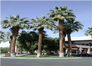 Washingtonia filifera
