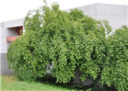 Xylosma congestum
