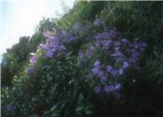 Clematis X 'Jackmanii'