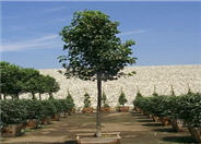 Pyrus calleryana 'Chanticleer'
