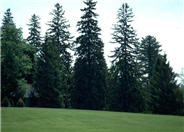 Picea glauca