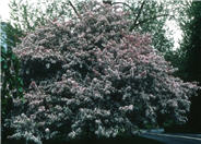 Malus X  arnoldiana