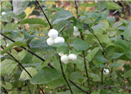 Symphoricarpos albus