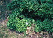 Dwarf European or Hedge Viburnum