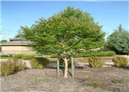 Lagerstroemia 'Muskogee'