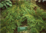 Microbiota decussata