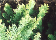 Platycladus occidentalis