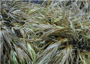 Golden Stripe Hakonechloa