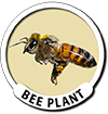Bee Plant