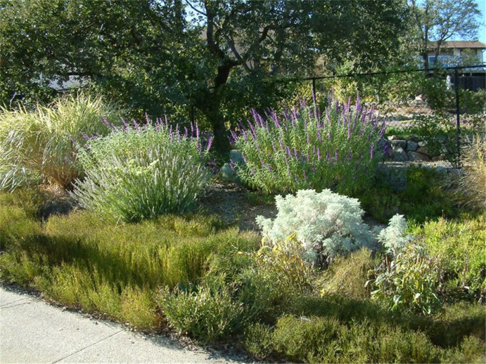 Placer Xeriscape