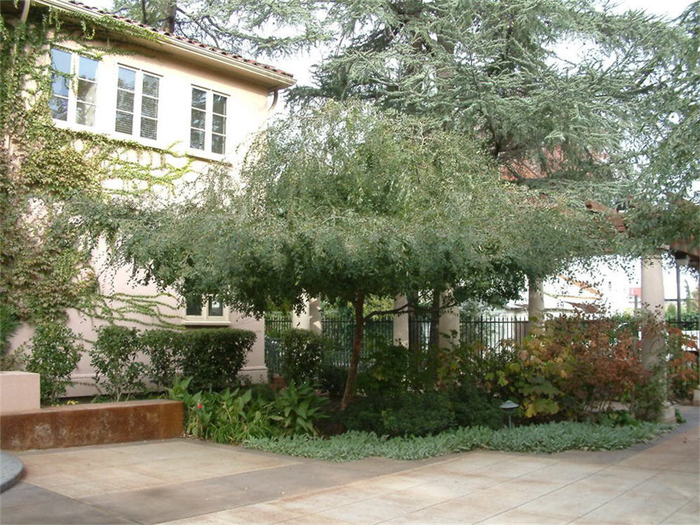 Courtyard Garden