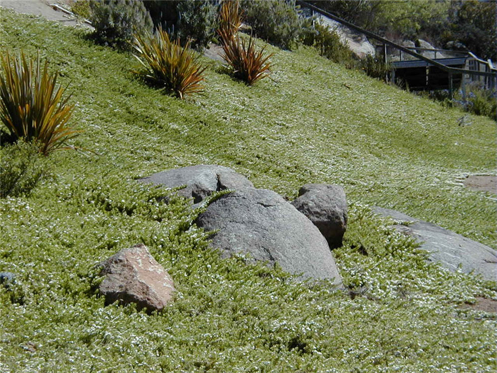 Myoporum Slope