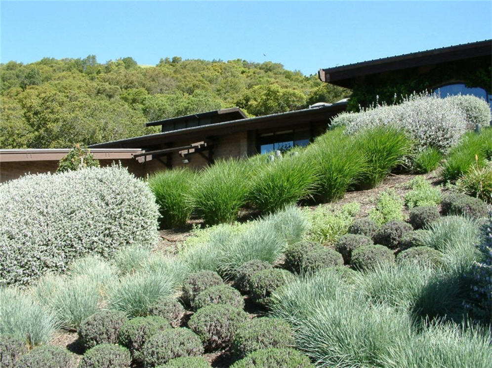 Mantanzas Hillside