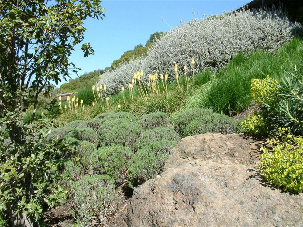 Hillside Detail