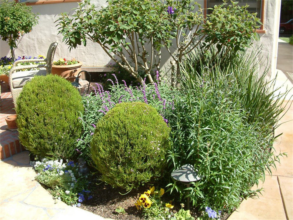 Back Patio Plantings
