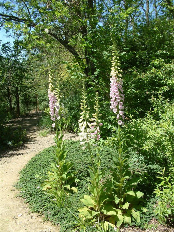 Towering Foxgloves