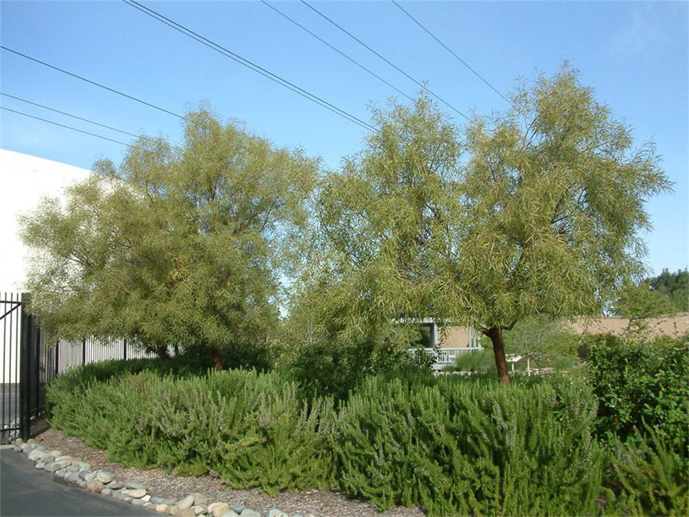Sea of Green at Antelope Gardens
